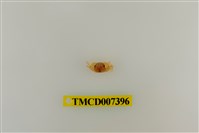 藏品(長趾股窗蟹)的圖片